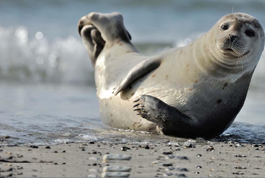 Zeehondensafari in Zeeland (3 uur)