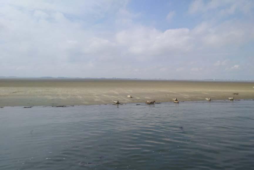 Zeehondensafari in Zeeland (3 uur)