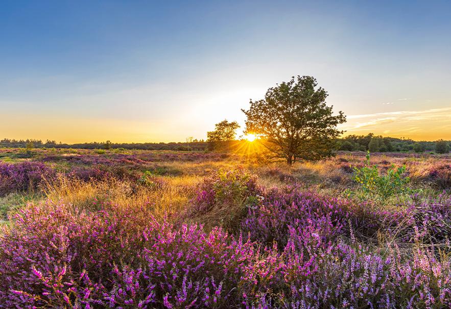 3 dagen Veluwe incl. ontbijt & entree Veluwse Bron (2 p.)