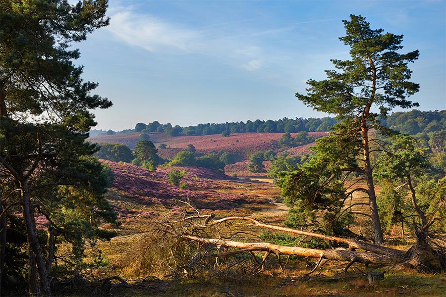 2 dagen Veluwe incl.  ontbijt & ticket Walibi Holland (2 p.)