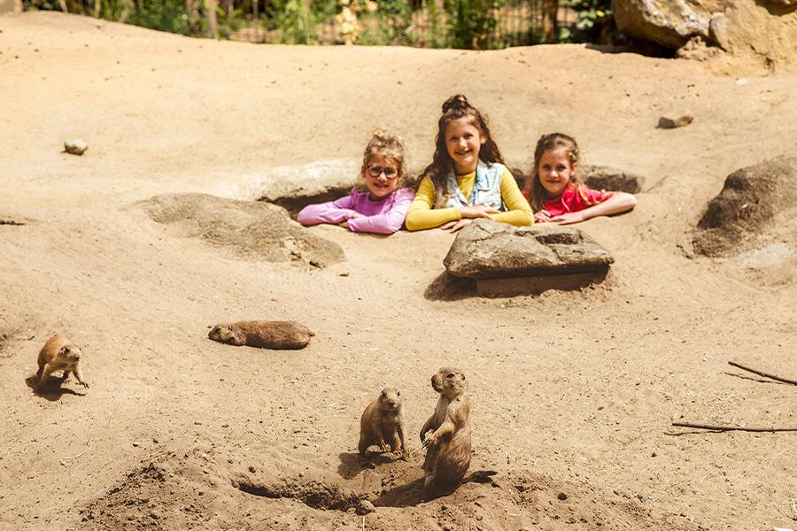 Kinderen in de dierentuin