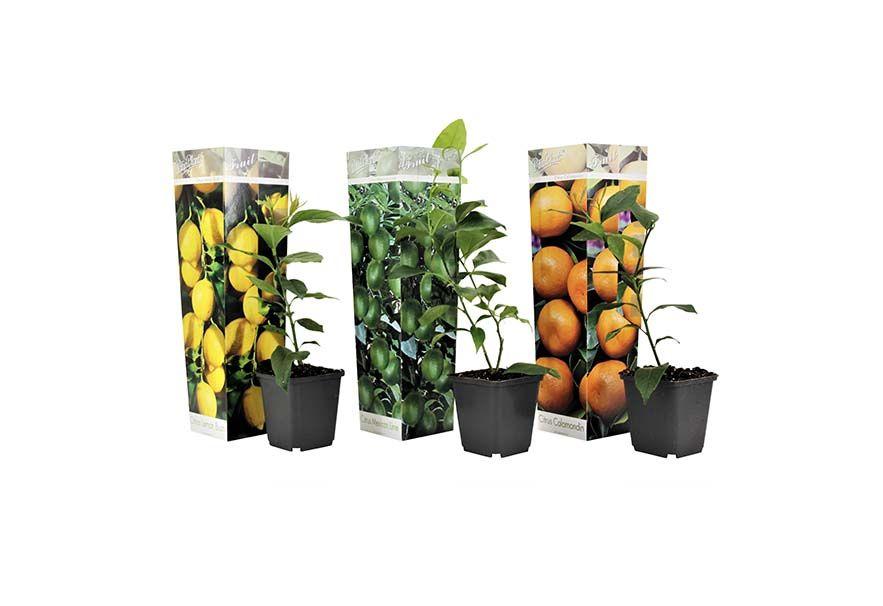 Set van 3 citrusboompjes (25 - 40 cm)