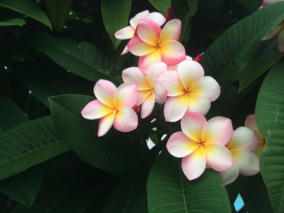 Exotische Plumeria Hawaii kamerplant (50-60cm)